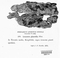 Lecanora albellula var. albellula image